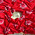 Red Chinnon Silk Printed Saree with Satin Silk Blouse