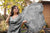 Gray Organza Embroidered Saree with Cutwork Border Buti Work Blouse